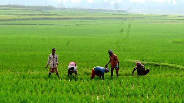 Aman Farming Exceeds Target In Narsingdi Bangladesh Post