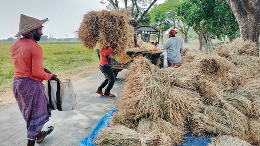 Govt Procures Lakh Tonnes Of Aman Rice In Rajshahi Bangladesh Post