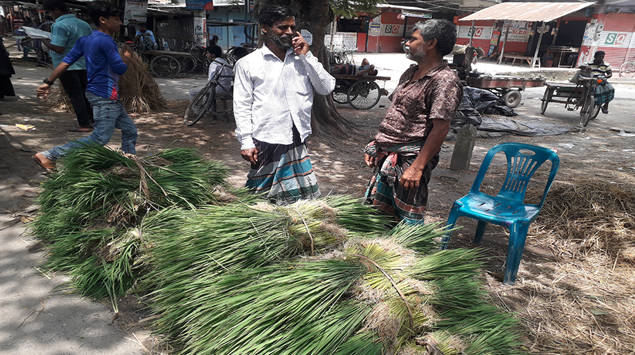 T Aman Sapling Transplantation Exceeds Target In Jhenaidah Bangladesh