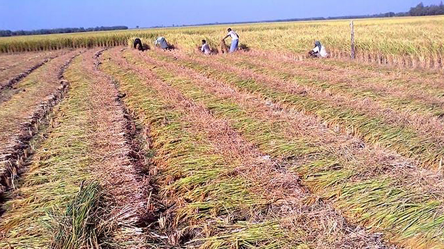 Aman Rice Production Exceeds Target In Rangpur Bangladesh Post