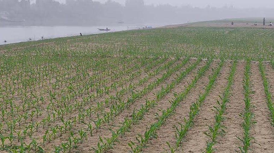 Over 5 58 Lakh Tonnes Maize Output Expected In Rajshahi Division