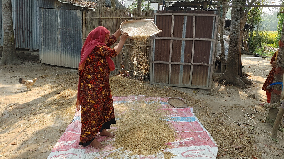 About Lakh Mts Of Rice Produced In Jashore Region Bangladesh Post