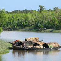 Sundarbans Day