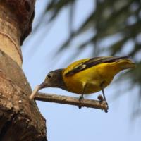 Yellow bird