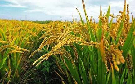 Replenish Urea stock before Aman season