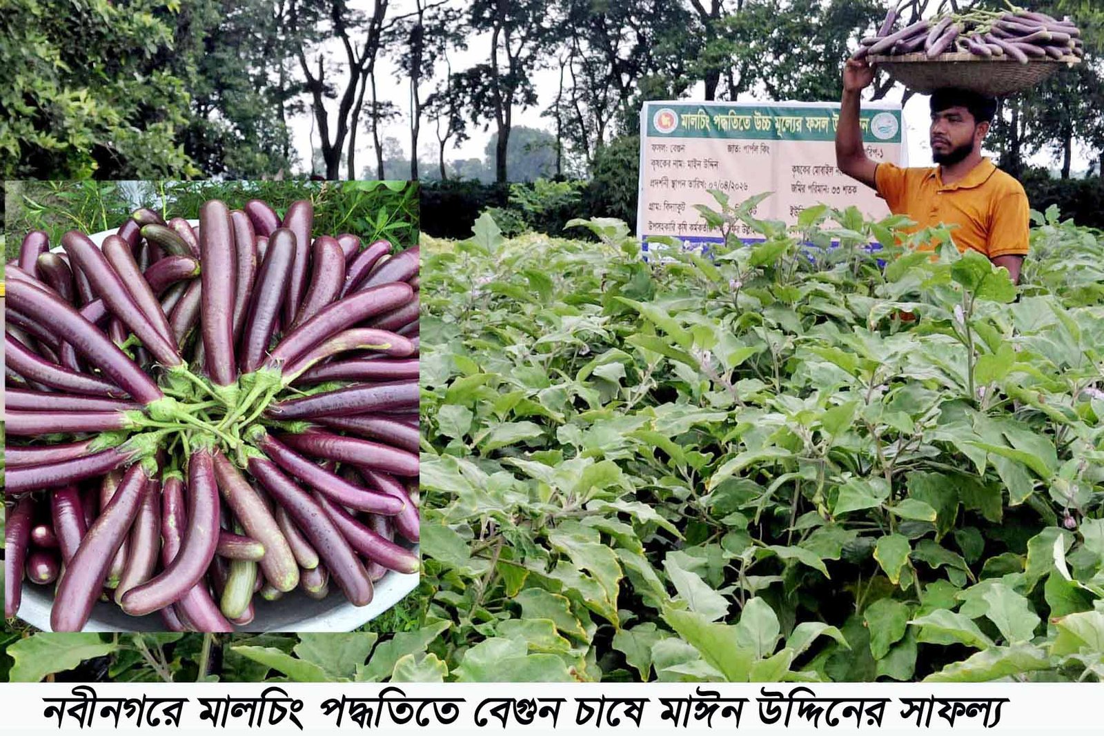 Farmer finds success growing brinjal using mulching method