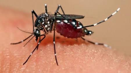 Dengue claims 5 more lives, 1,920 hospitalised in 24 hrs