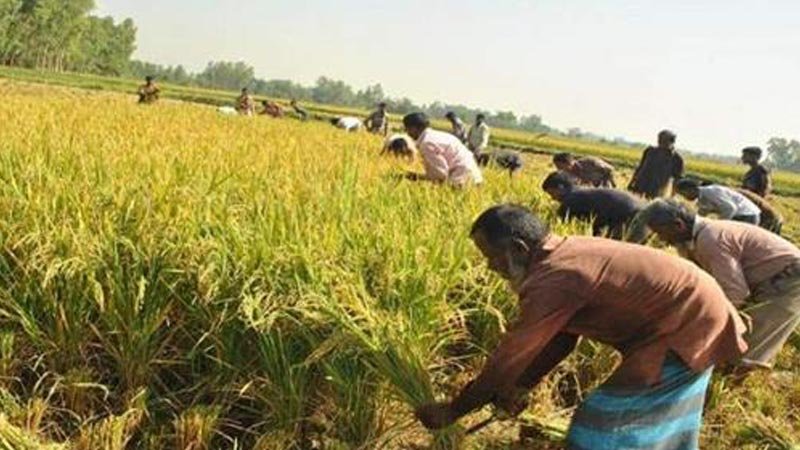 Bumper Irri-Boro production expected in Chandpur