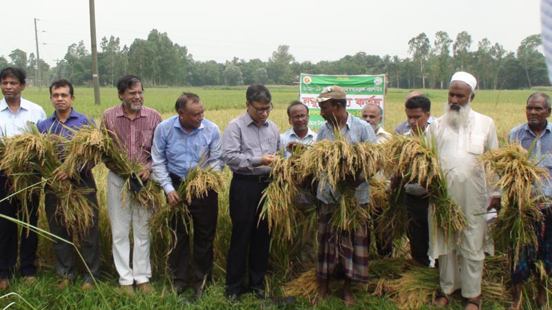 New paddy varieties to bring revolution in farming - Bangladesh Post