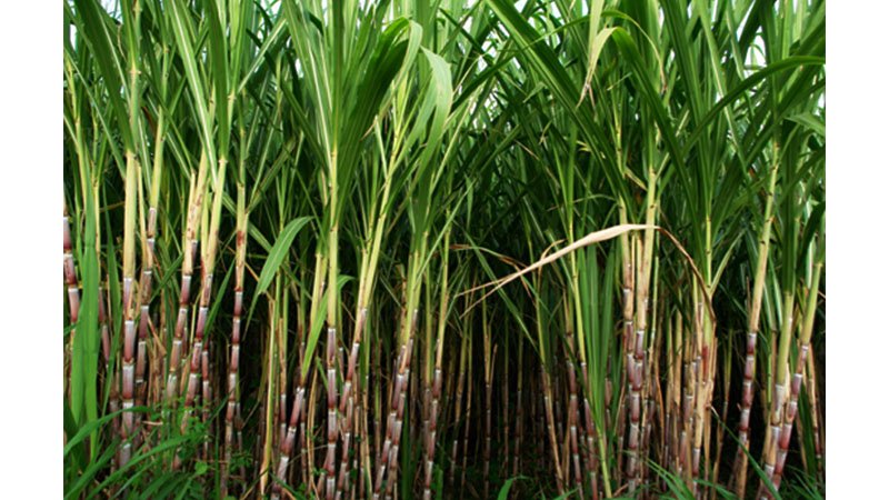 JS watchdog sits with sugar mill high-ups today