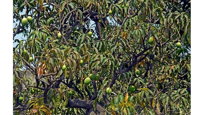 Huge blossom yet fewer mangoes! 