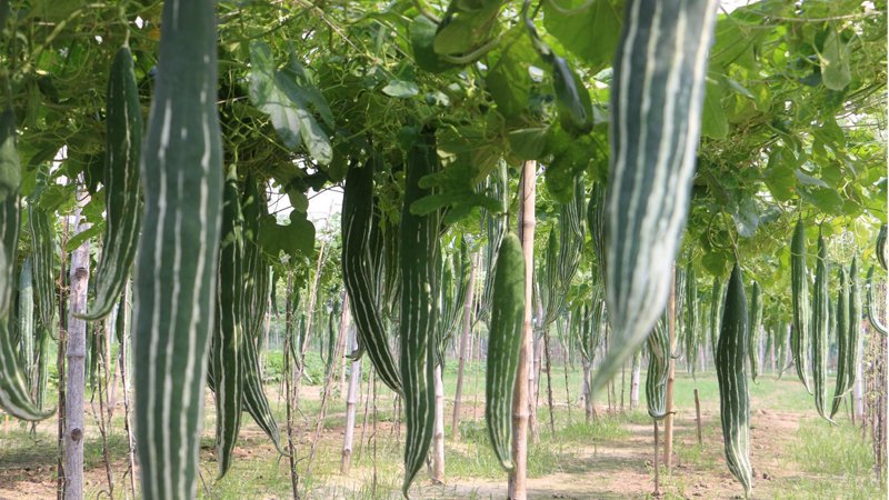 Snake gourd cultivation increases in different districts