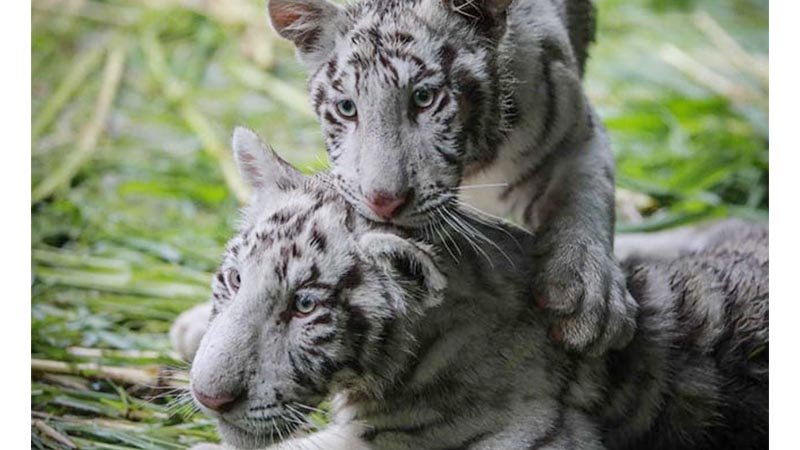 Two rare white tiger cubs find new home in Nicaragua