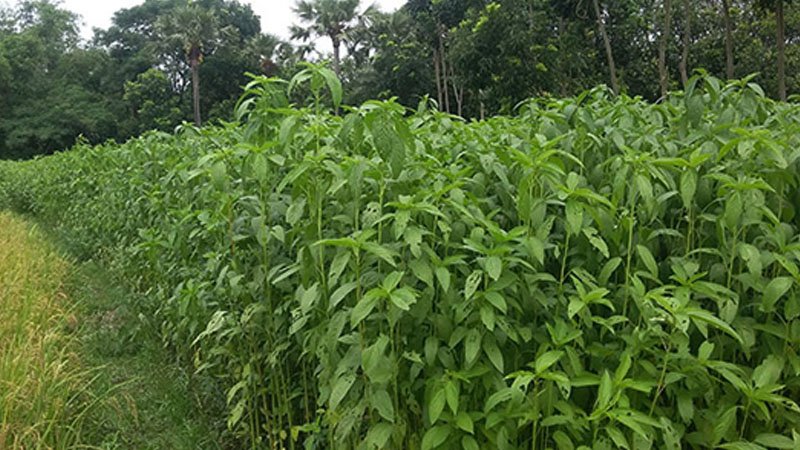 Jute’s golden era starts returning back 