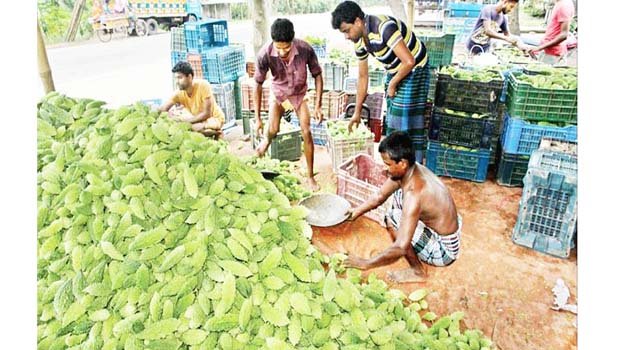 Bumper bitter-gourd production in Bogura