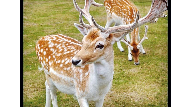 Chinese researchers devise deer's genomes