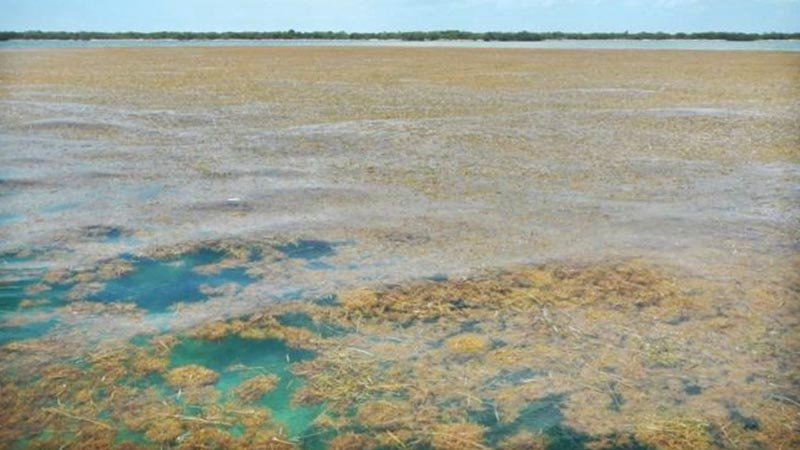 Sargassum: The biggest seaweed bloom on Earth