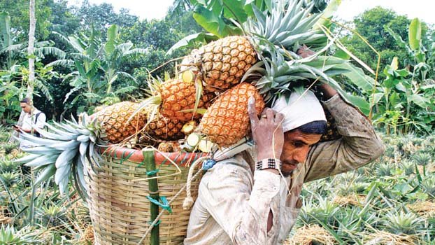 Good yield of pineaple in Tangail