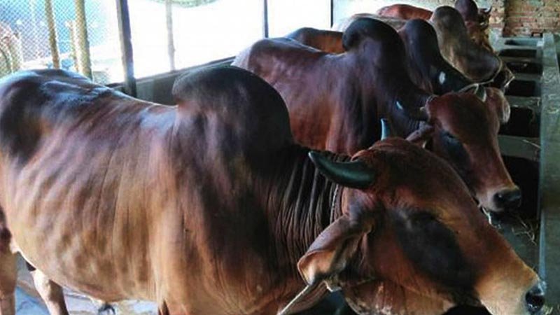 Adequate cattle stock to meet Eid demand 