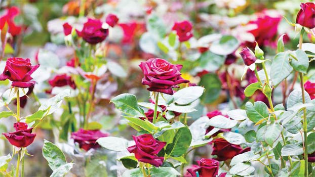 Cumilla farmers profiting from commercial rose cultivation - Bangladesh ...