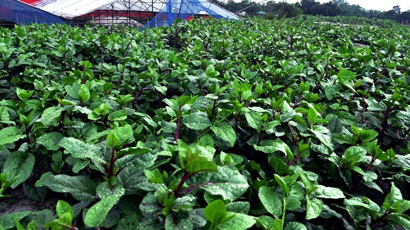 Soil good for bricks is also good for spinach!