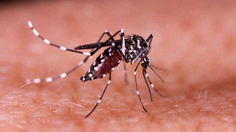Ignorance gives rise to Aedes