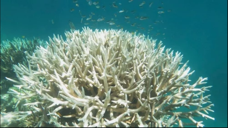 Heatwaves kill coral reefs far faster than thought: study