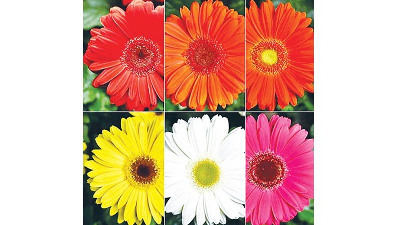 Gerbera presents delightful sight