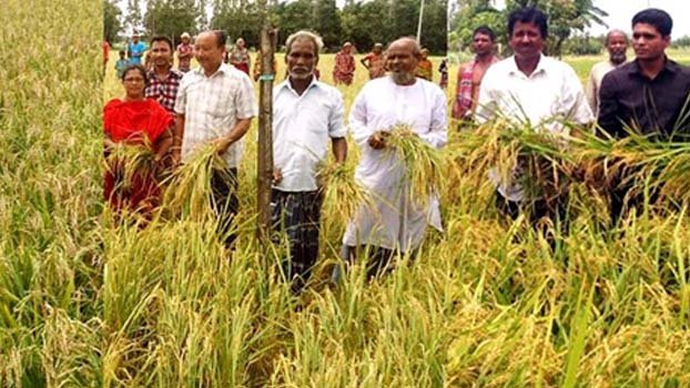 Bumper Aush rice output likely despite floods in Rangpur - Bangladesh Post