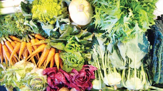 Bogura cultivators busy growing early winter vegetables