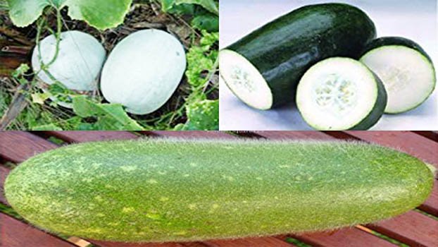 Wax gourd brings good profit to Gopalganj growers