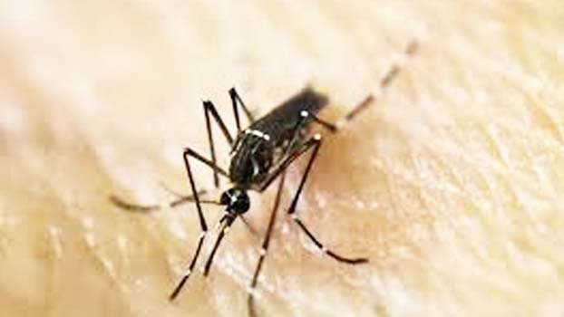 Dengue cases high in Jashore  region outside Dhaka