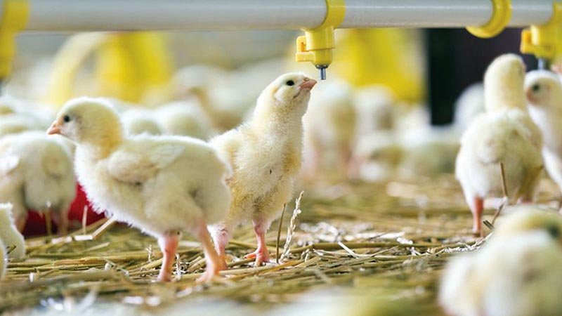 Poultry industry need proper patronization