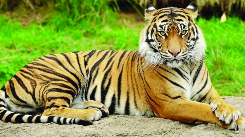 Human- tiger conflicts decrease in Sundarbans - Bangladesh Post