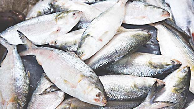Hilsa netting in Barishal  aplenty after 22-day ban