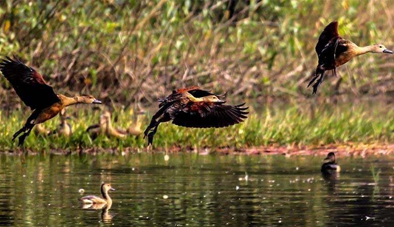 A safe haven for migratory birds