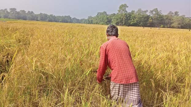 T-Aman harvest begins in Sylhet