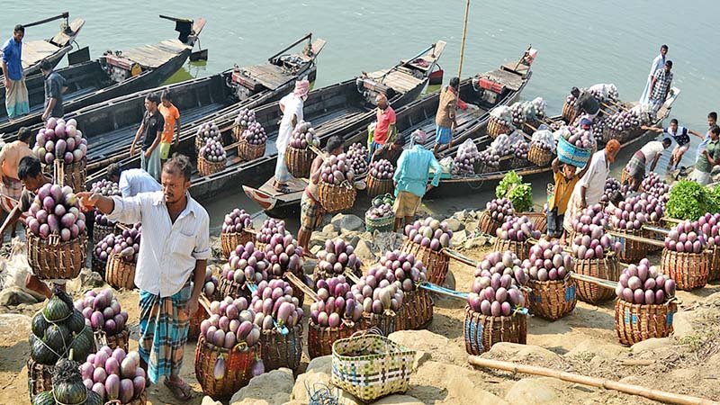 Bumper yields of ‘Sangur Begun’
