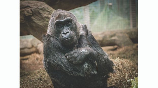 First gorilla born in captivity