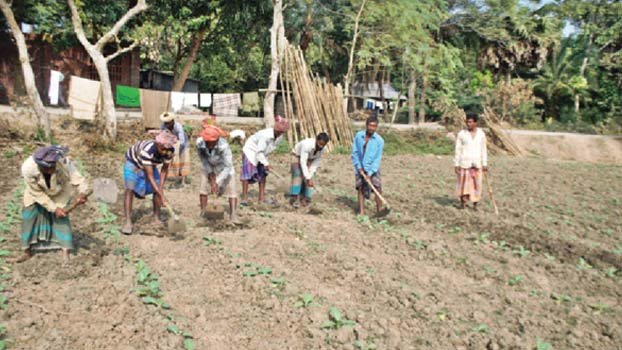 Tobacco farming reducing in Jhenidah