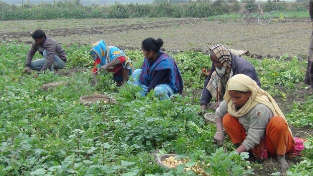 Thakurgaon potato farmers want optimum price to avert losses ...