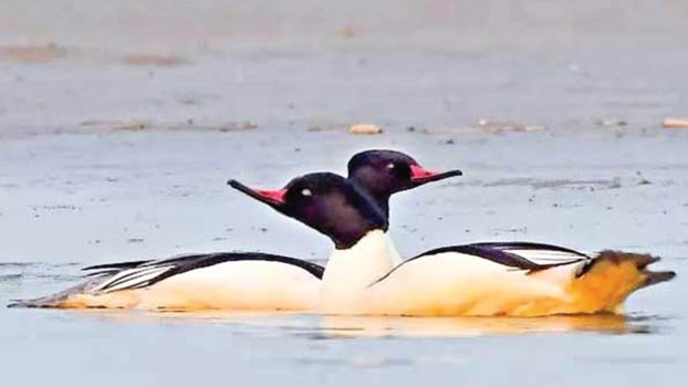 Two rare birds detected in Rajshahi