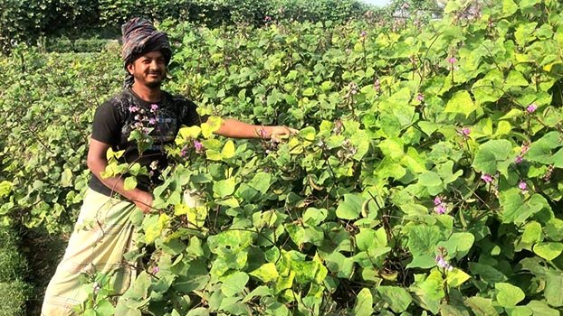 Bumper bean production brings  smile on Kishoreganj farmers