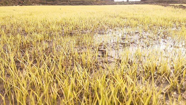 Rain damages paddy, vegetables at many areas