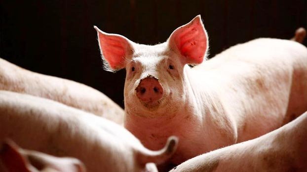 Disease that killed millions of China’s pigs poses  global threat