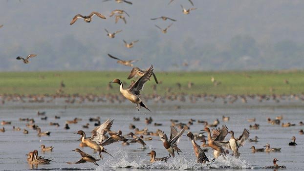 Tanguar Haor abuzz with migratory birds