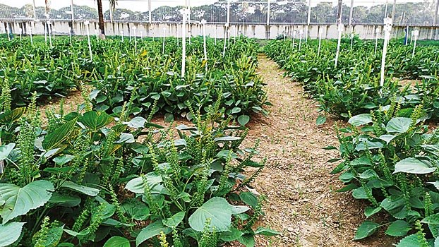 Golden Perilla: A new source of Edible Oil