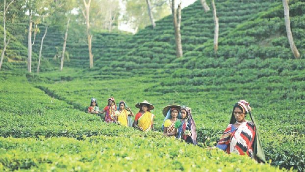 Thriving tea cultivation creates 20,000 jobs in Kartoa Valley