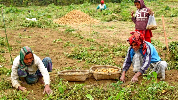 Bumper potato production expected in Bogura - Bangladesh Post