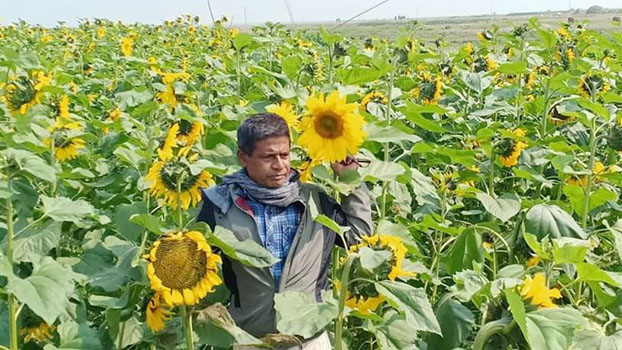 Sunflower Farming Opens New Possibilities In Kishoreganj - Bangladesh Post